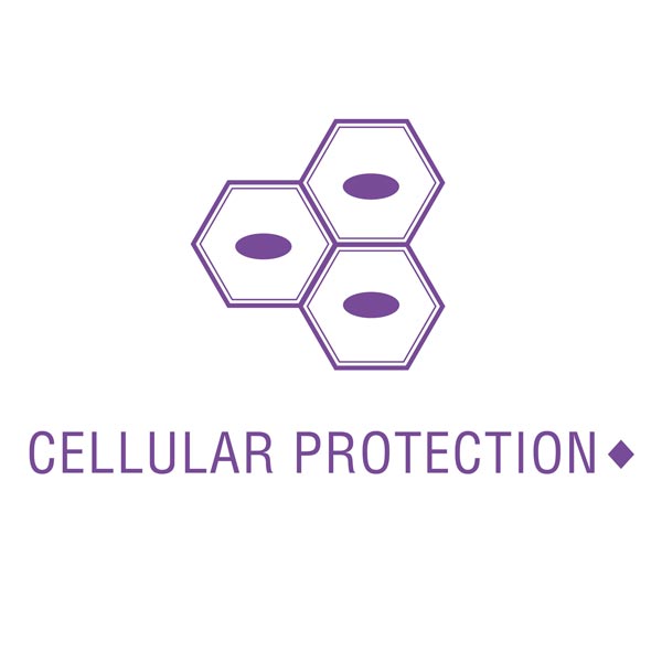 the product may support cellular protection