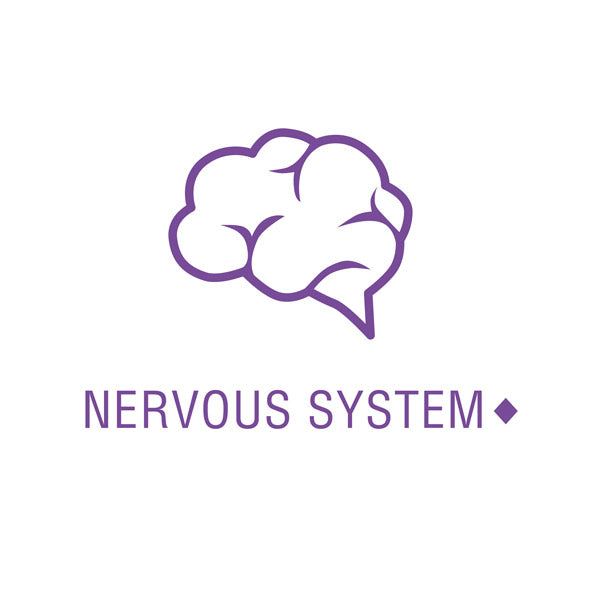 the product may support nervous system health