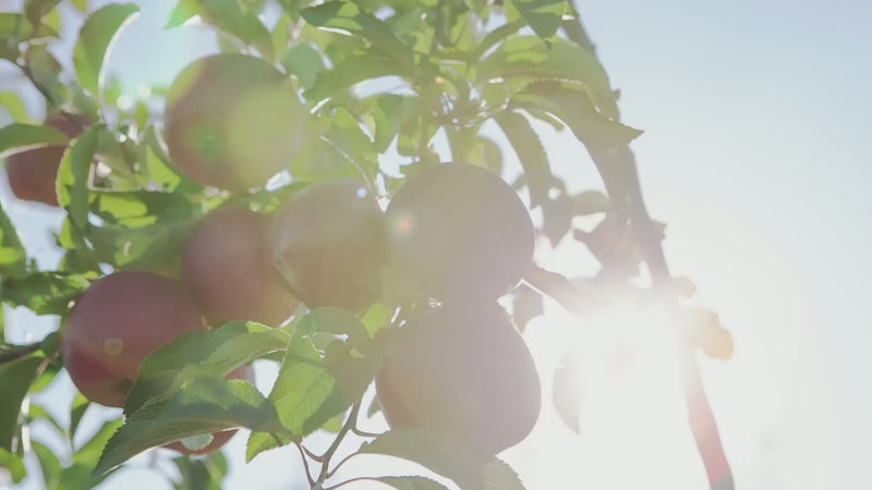 Organically grown apples with the Mother. Supports healthy weight management. Aids in healthy digestion and detox. Supports heart health. Supports blood sugar levels within the normal range. Bluebonnet apple cider vinegar promo video. 