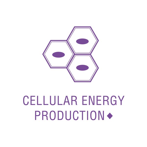 the product may support cellular energy production