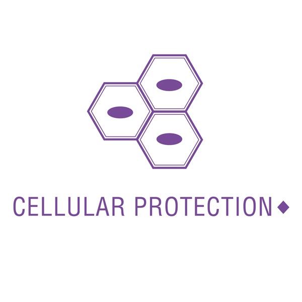 the product may support cellular protection
